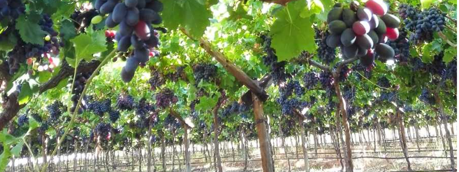 40ha Table Grape Farm at Western Cape, South Africa Philippines Investment Network